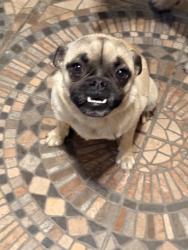 Found/Stray Female Dog last seen Taft Highway, Bakersfield, CA 93307