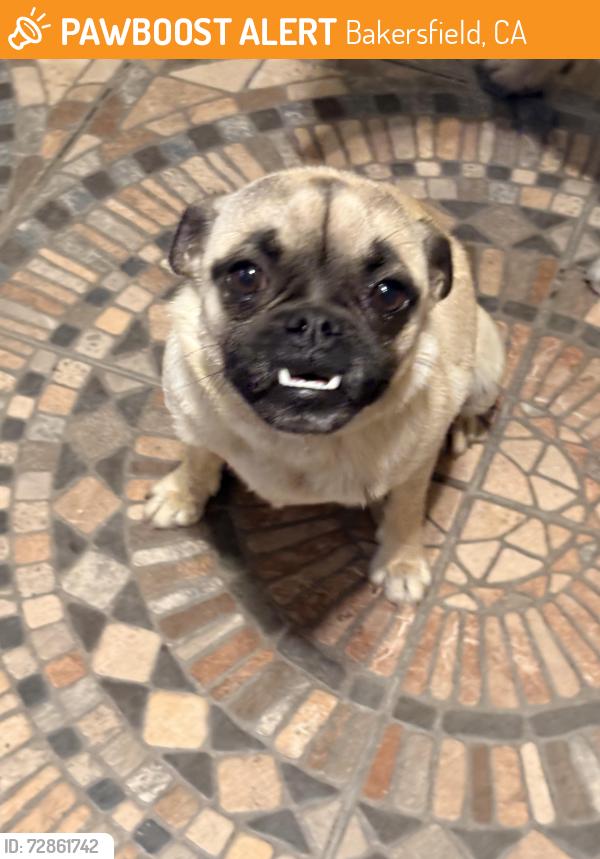 Found/Stray Female Dog last seen Taft Highway, Bakersfield, CA 93307