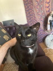 Lost Male Cat last seen Mulberry St, Bamboo Cafe , Richmond, VA 23220