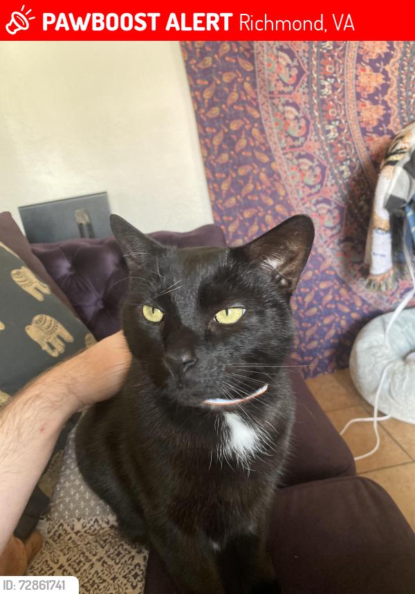 Lost Male Cat last seen Mulberry St, Bamboo Cafe, Richmond, VA 23220