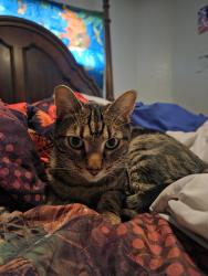 Lost Male Cat last seen La Estancia apts Rural & Guadalupe, Tempe, AZ 85283