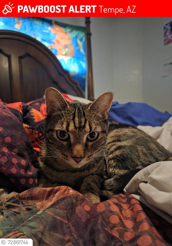 Lost Male Cat last seen La Estancia apts Rural & Guadalupe, Tempe, AZ 85283