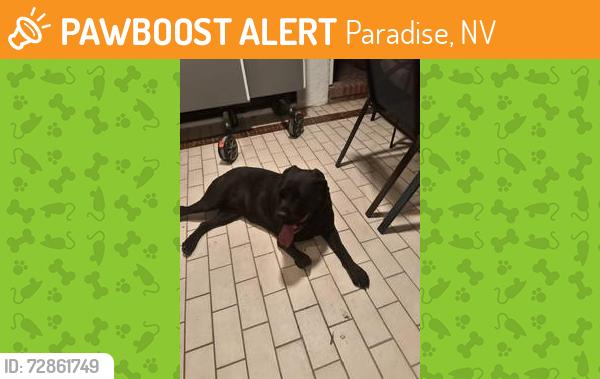 Found/Stray Unknown Dog last seen Pecos/Flamingo, Paradise, NV 89121
