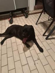 Found/Stray Unknown Dog last seen Pecos/Flamingo, Paradise, NV 89121