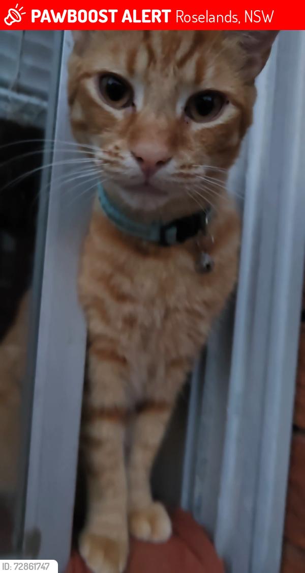 Lost Male Cat last seen Canarys Road Roselands , Roselands, NSW 2196