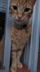 Lost Male Cat last seen Canarys Road Roselands , Roselands, NSW 2196