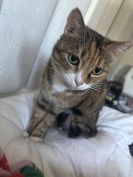 Lost Female Cat last seen Dawley & Doublegrove , La Puente, CA 91744