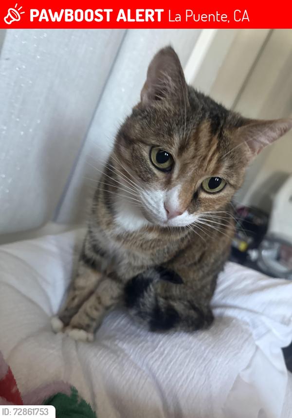 Lost Female Cat last seen Dawley & Doublegrove , La Puente, CA 91744