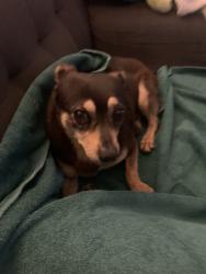 Found/Stray Male Dog last seen Euclid and la palma, Anaheim, CA 92801