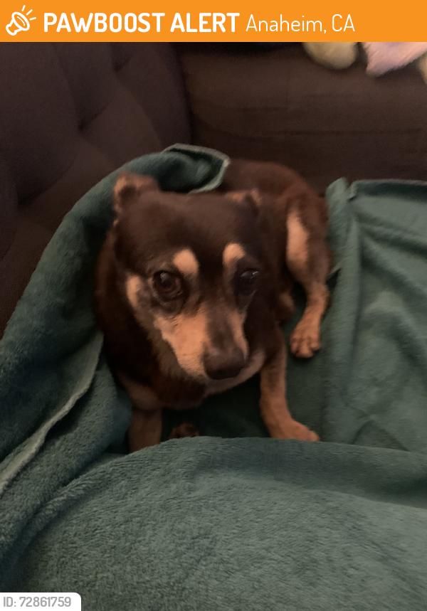 Found/Stray Male Dog last seen Euclid and la palma, Anaheim, CA 92801
