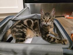Reunited Male Cat last seen Dalton Mews NW, Calgary, AB T3A 2E4