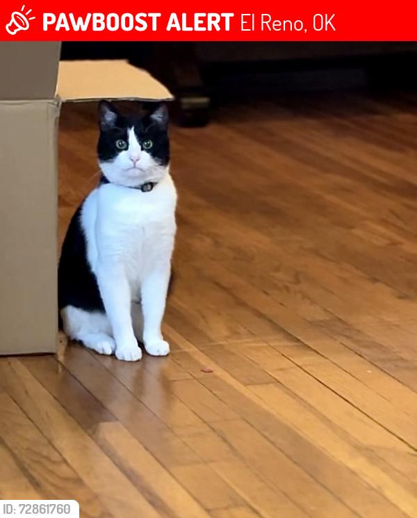 Lost Male Cat last seen Walmart, country club road, Crimson creek golf course, El Reno, OK 73036