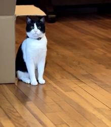 Lost Male Cat last seen Walmart, country club road, Crimson creek golf course, El Reno, OK 73036