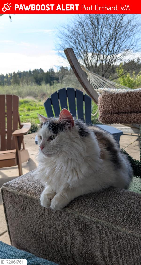 Lost Female Cat last seen Long Lake & Salmonberry, Port Orchard, WA 98366