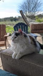 Lost Female Cat last seen Long Lake & Salmonberry, Port Orchard, WA 98366