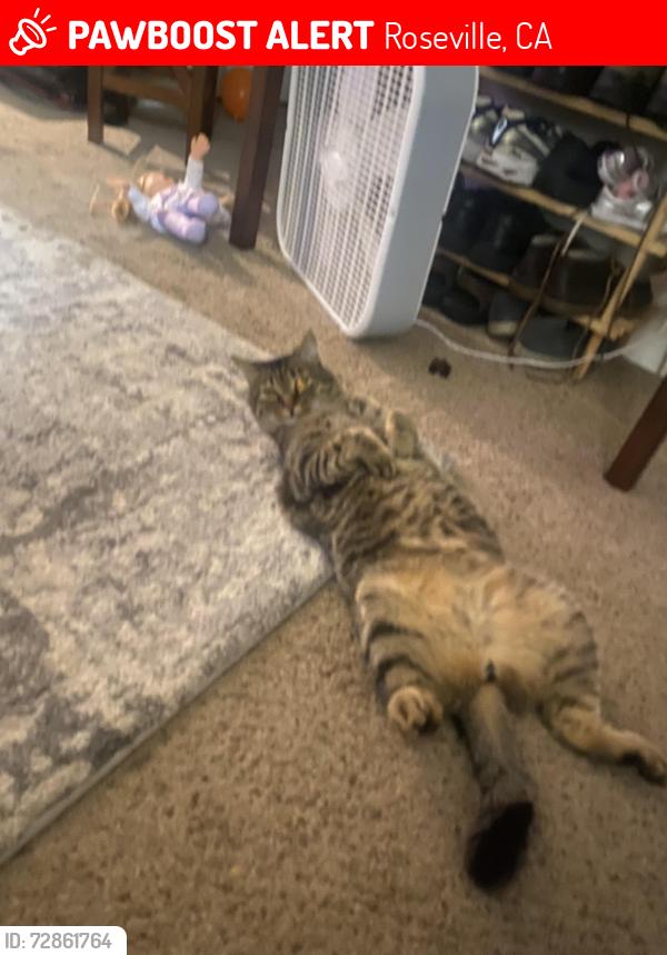 Lost Male Cat last seen Piedmont way and crestmont ave, Roseville, CA 95661