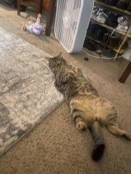 Lost Male Cat last seen Piedmont way and crestmont ave, Roseville, CA 95661