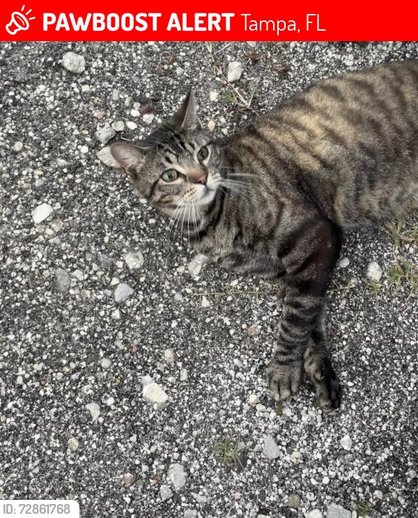 Lost Male Cat last seen Istaba, Tampa, FL 33610