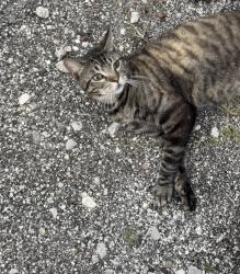 Lost Male Cat last seen Istaba, Tampa, FL 33610