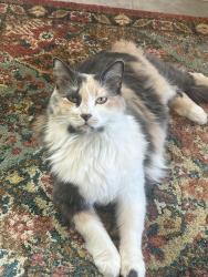 Lost Female Cat last seen Jomax and 172, Surprise, AZ 85387