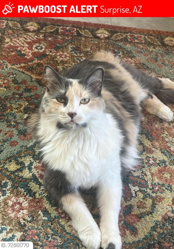 Lost Female Cat last seen Jomax and 172, Surprise, AZ 85387