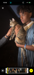 Lost Female Cat last seen Near Clearwater road St. Cloud mn 56301, St. Cloud, MN 56301
