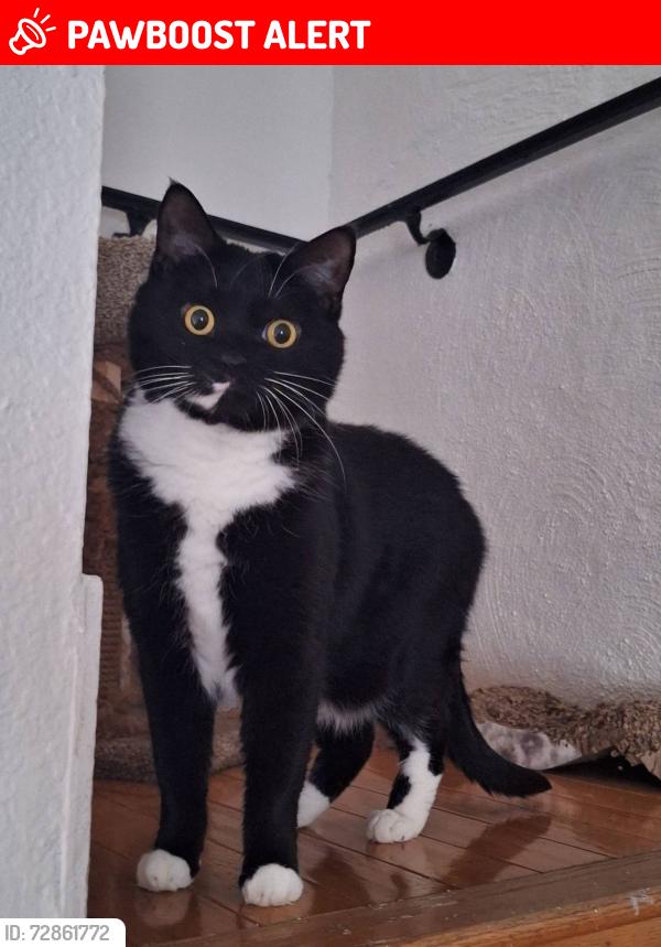 Lost Female Cat last seen Near Rockwater Blvd North Little Rock, AR  72114 United States, North Little Rock, AR 72114