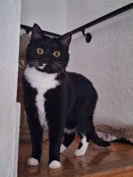 Lost Female Cat last seen Near Rockwater Blvd North Little Rock, AR  72114 United States, North Little Rock, AR 72114