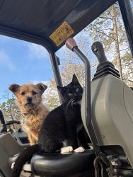 Lost Female Cat last seen Rice rd, Hockley, TX 77447