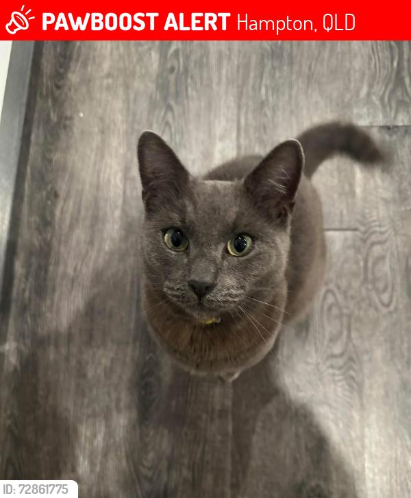 Lost Male Cat last seen Hampton Park , Hampton, QLD 4352