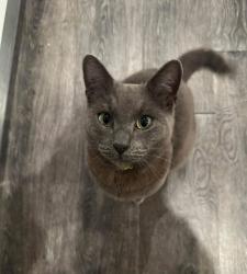 Lost Male Cat last seen Hampton Park , Hampton, QLD 4352