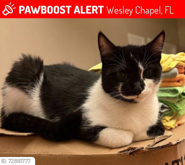 Lost Male Cat last seen Meadow point |||, Wesley Chapel, FL 33543