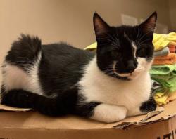 Lost Male Cat last seen Meadow point |||, Wesley Chapel, FL 33543
