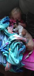 Lost Female Dog last seen Pomona Rd, SR 821, Yakima, WA 98901
