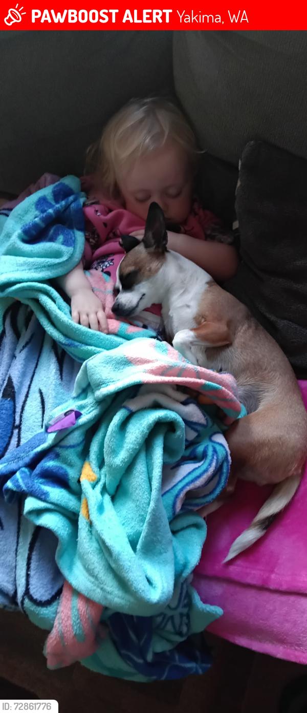 Lost Female Dog last seen Pomona Rd, SR 821, Yakima, WA 98901