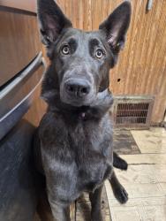 Reunited Female Dog last seen Dartmore and South main St and wilbeth, Akron, OH 44301