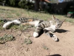 Lost Female Cat last seen Mawson , Mawson, ACT 2607