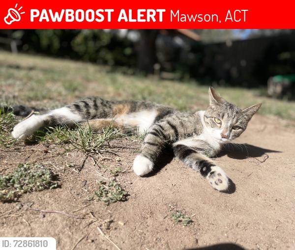 Lost Female Cat last seen Mawson , Mawson, ACT 2607