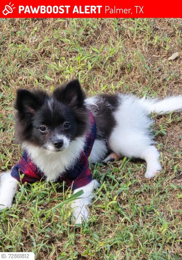 Lost Male Dog last seen Near goliad circ palmer , Palmer, TX 75152