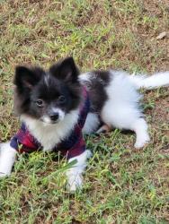 Lost Male Dog last seen Near goliad circ palmer , Palmer, TX 75152