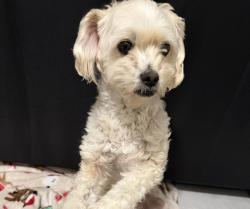 Lost Female Dog last seen Nanes Drop, Houston, TX 77090