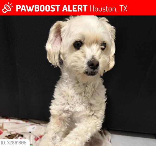 Lost Female Dog last seen Nanes Drop, Houston, TX 77090