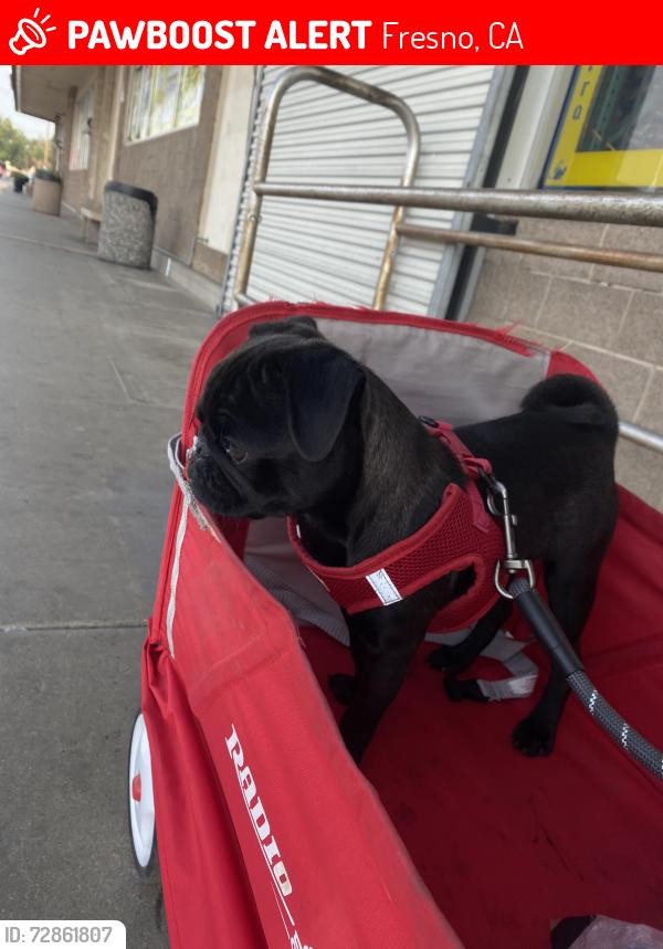 Lost Male Dog last seen Chestnut and olive , Fresno, CA 93727