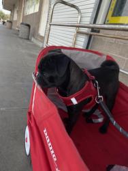 Lost Male Dog last seen Chestnut and olive , Fresno, CA 93727
