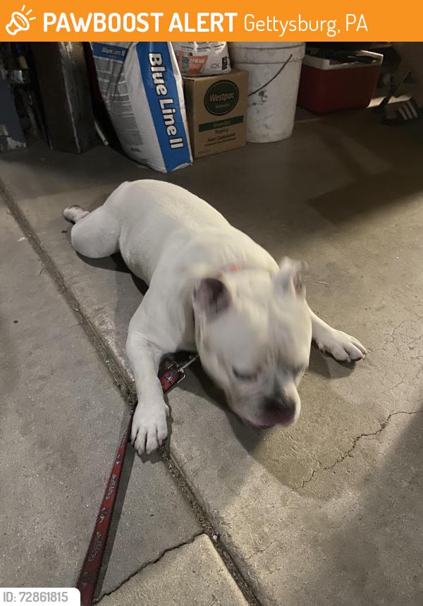 Found/Stray Male Dog last seen Sunnyside and Gettysburg , Gettysburg, PA 17325