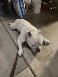 Found/Stray Male Dog last seen Sunnyside and Gettysburg , Gettysburg, PA 17325