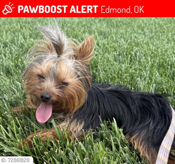 Lost Male Dog last seen 164th, Pennsylvania Ave, Edmond, OK 73013