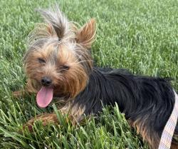Lost Male Dog last seen 164th, Pennsylvania Ave, Edmond, OK 73013