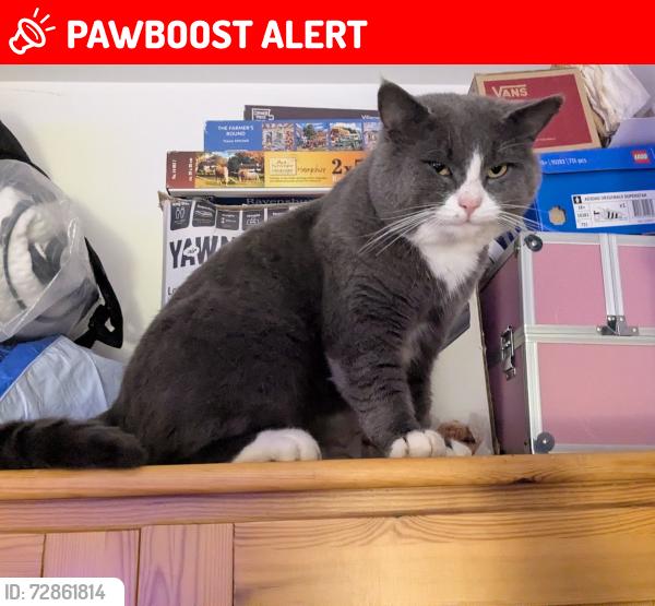 Lost Male Cat last seen Southminster bypass , Southminster, England CM0