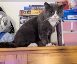 Lost Male Cat last seen Southminster bypass , Southminster, England CM0